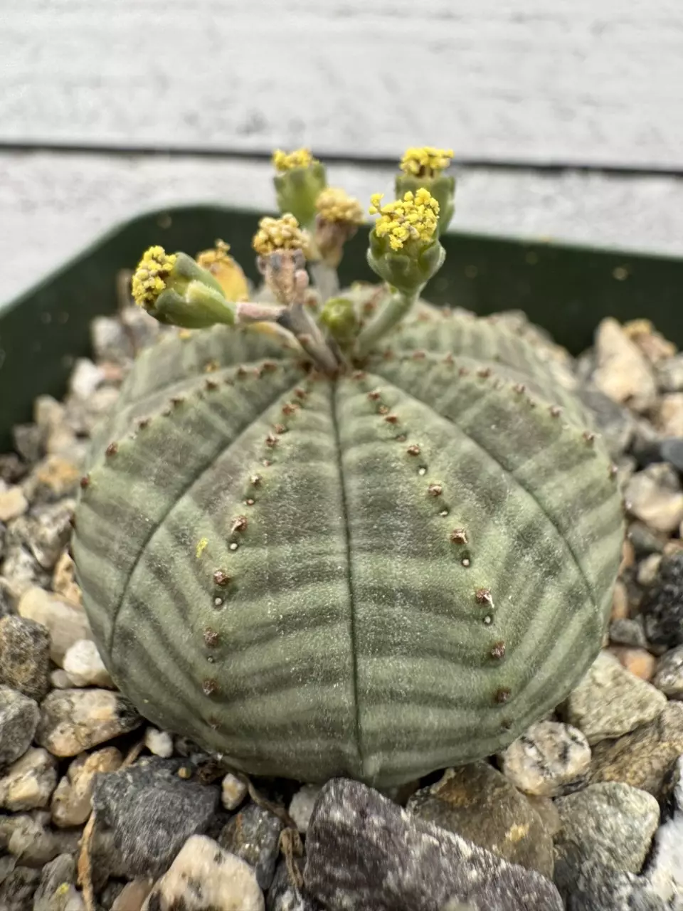 PS688 Euphorbia obesa thumbnail