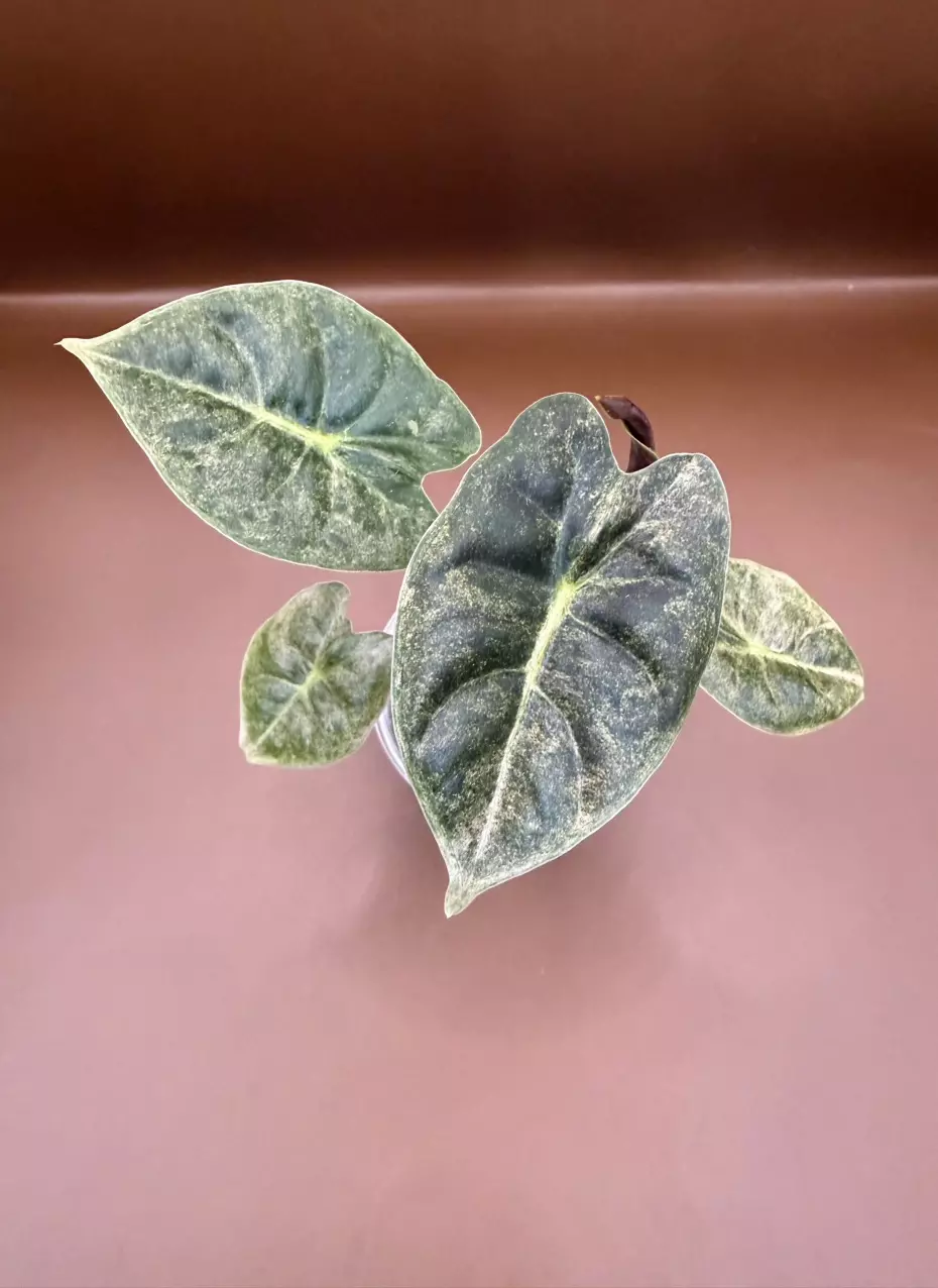 Alocasia Golden Bone pup- Korean Version thumbnail