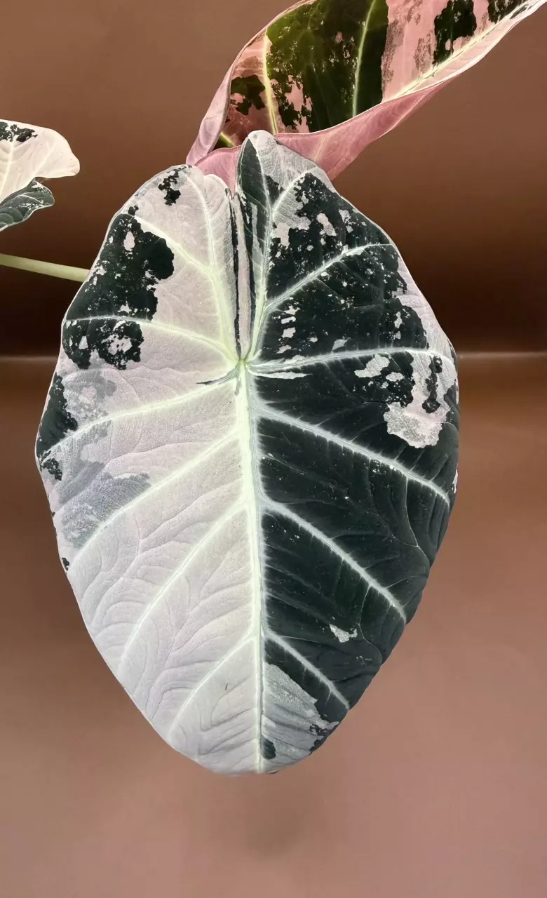 Alocasia Pink Black Velvet corm only. thumbnail