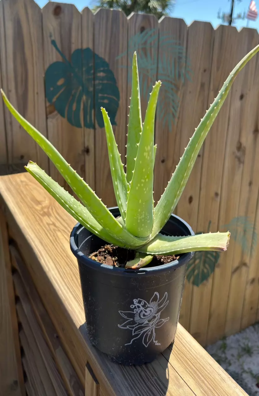 Aloe Vera thumbnail