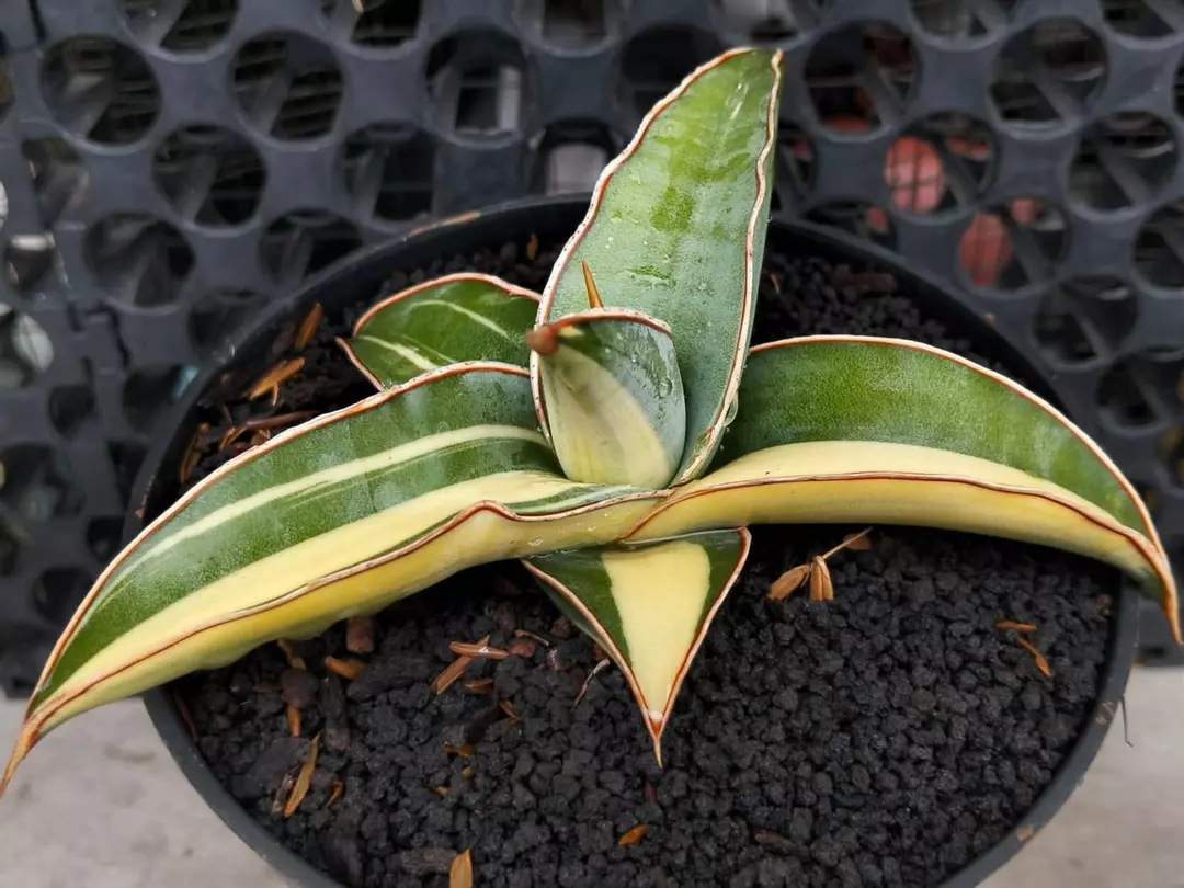 Pre-Order: Pinguicula X Lavranos 61 thumbnail