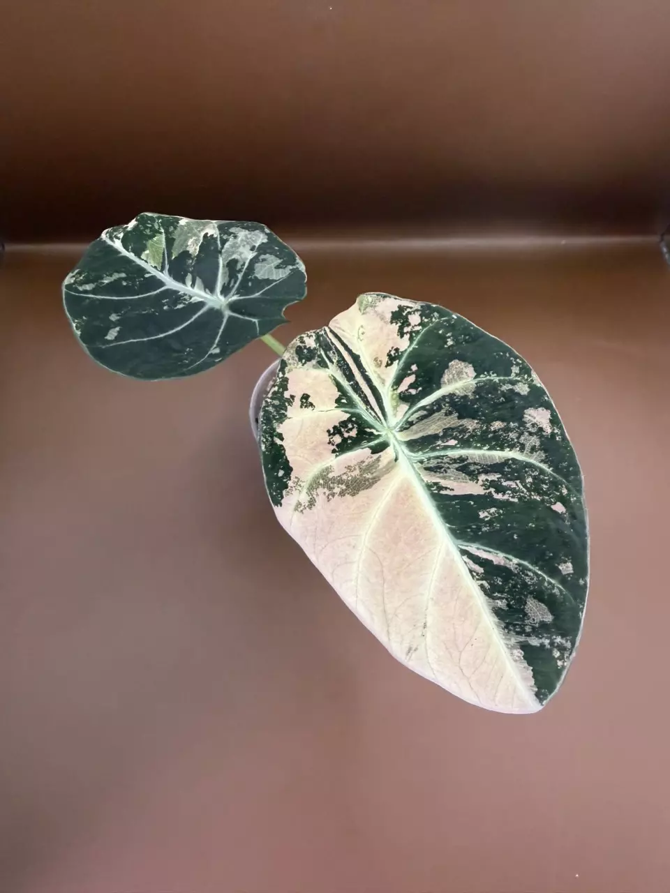 Alocasia Pink Black Velvet pup thumbnail