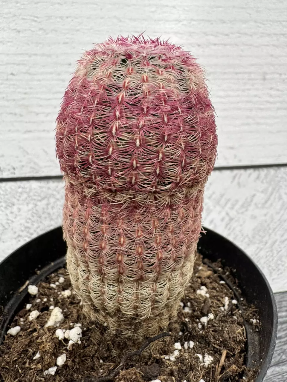 PS694 Echinocereus rigidissimus ssp. rubispinus thumbnail