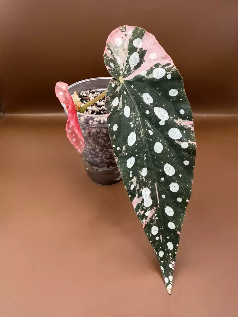 Begonia Pink Maculata (lightly rooted cutting) thumbnail