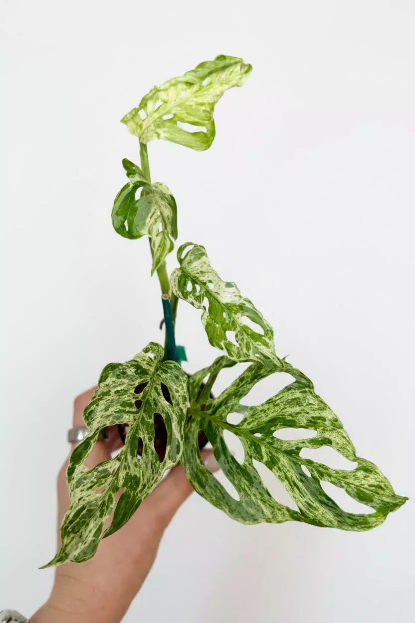 2” Monstera Adansonii Laniata Mottled thumbnail