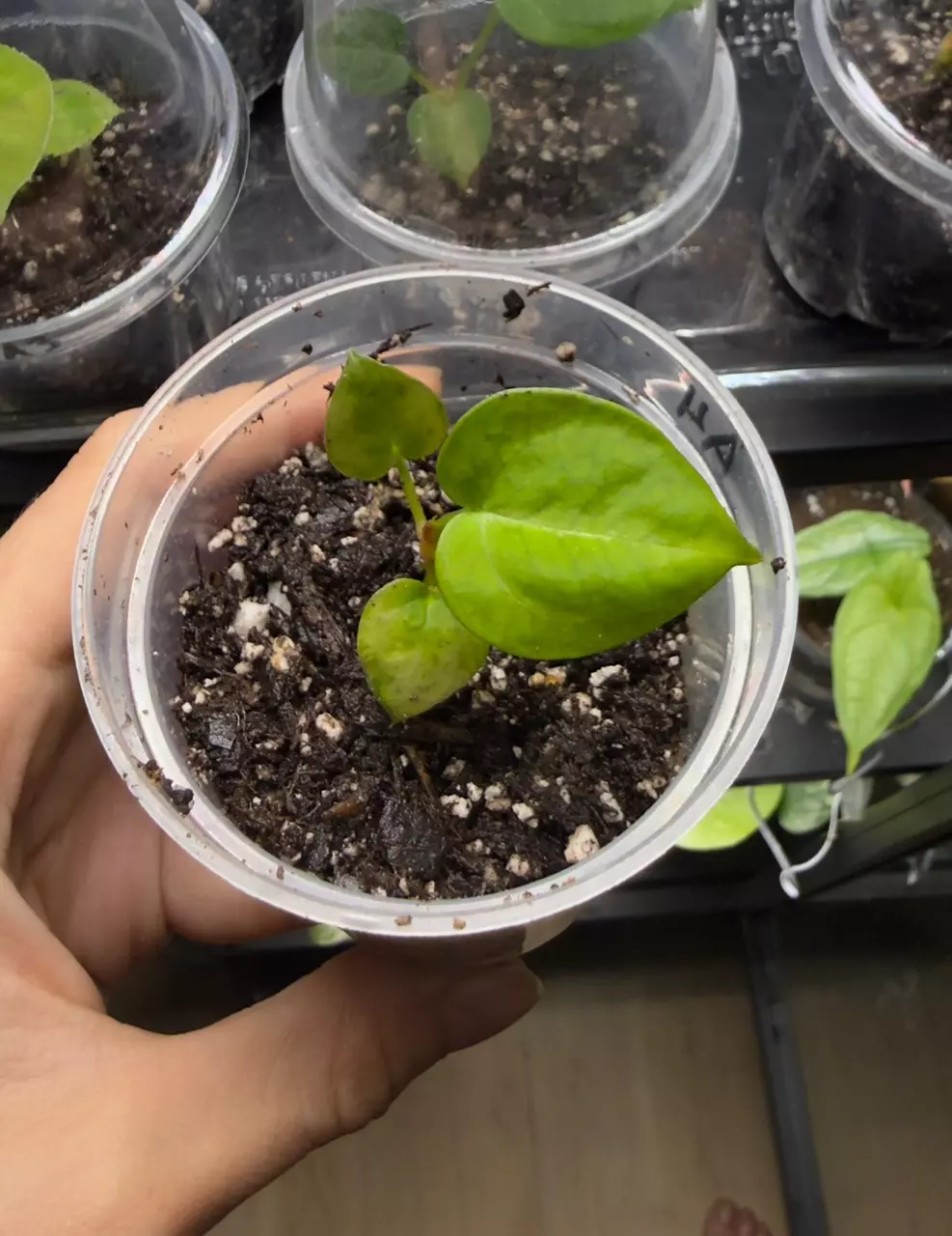 Anthurium Silver Blush (read description) A4 thumbnail