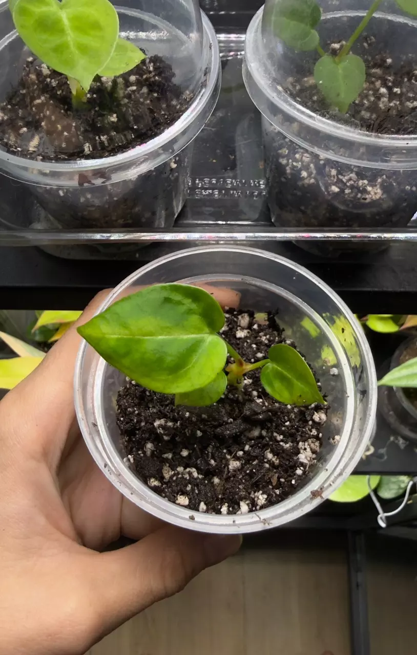 Anthurium Silver Blush (read description) A6 thumbnail
