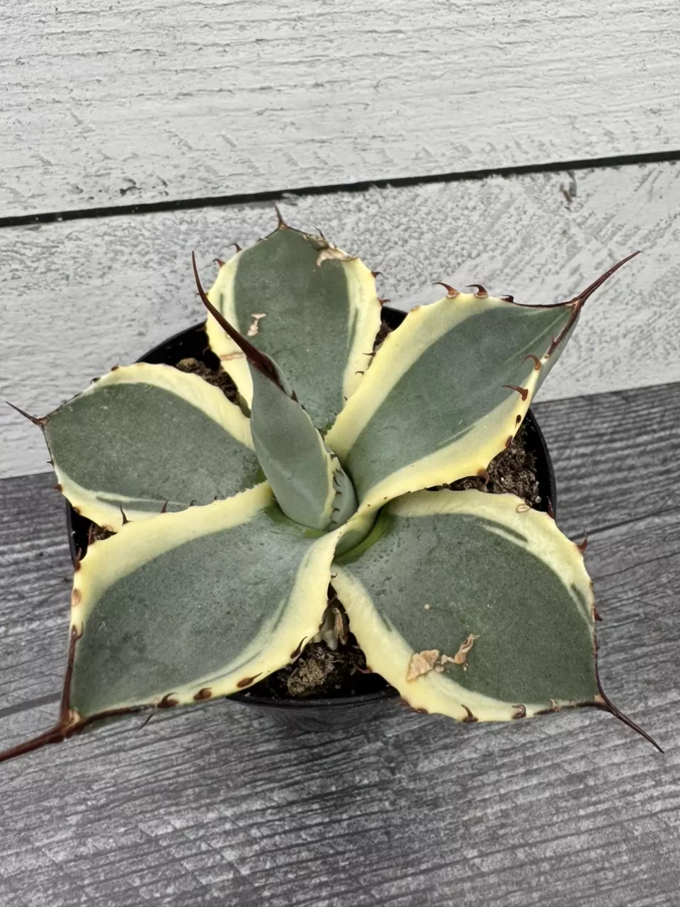 PS691 Agave parryi var. truncata variegated thumbnail