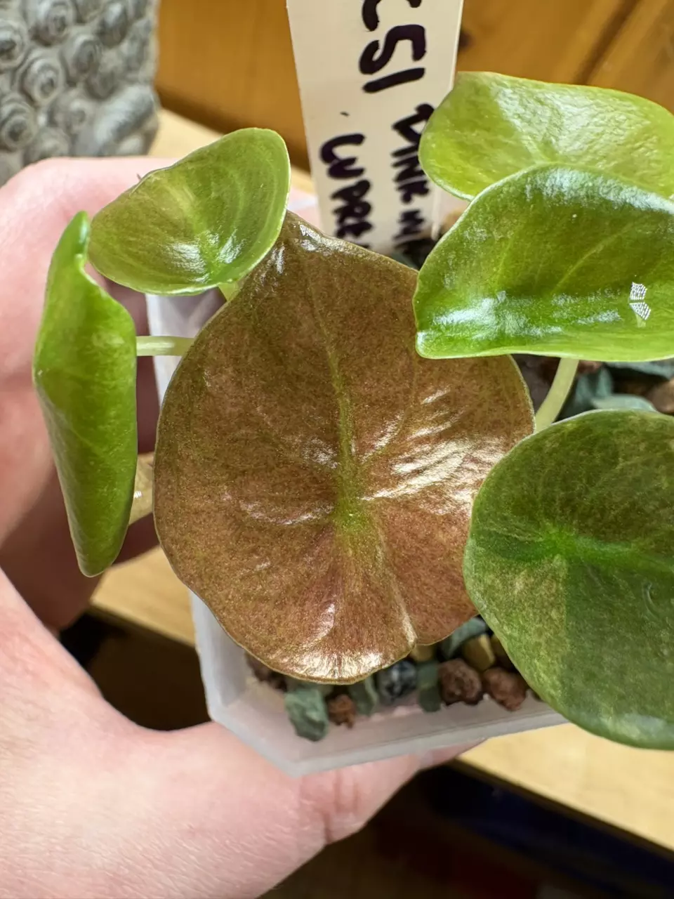 Alocasia Pink Mint Cuprea thumbnail