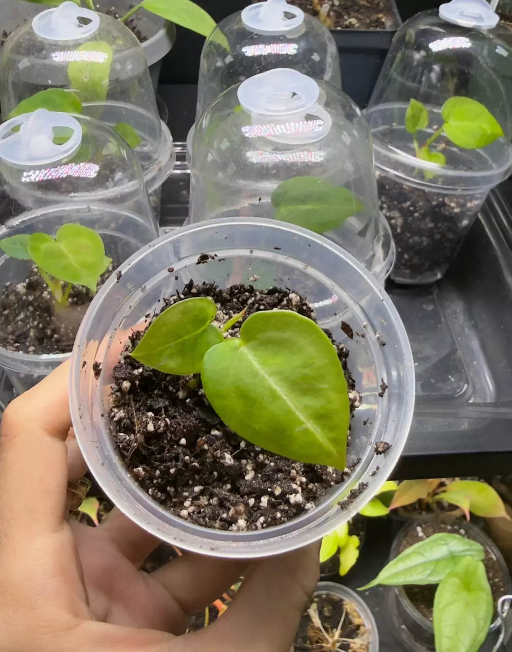 Anthurium Silver Blush (read description) A1 thumbnail