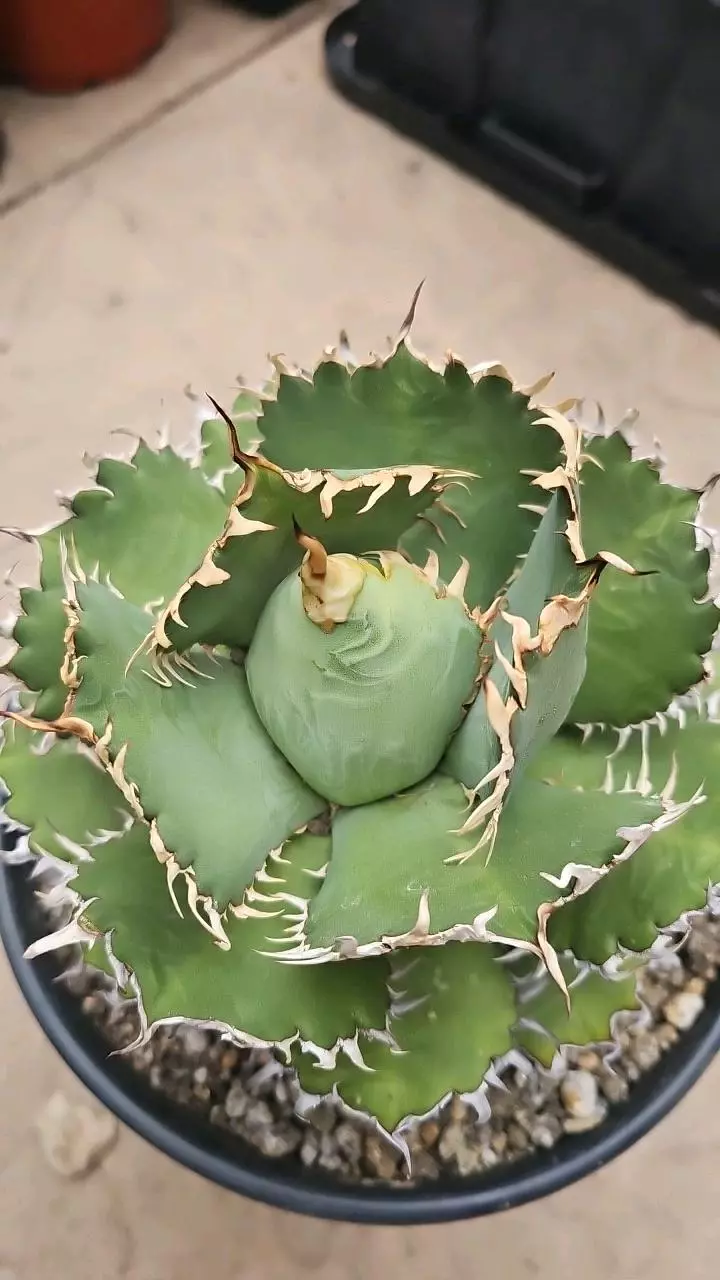 Agave  steroids Filigree 2gal thumbnail