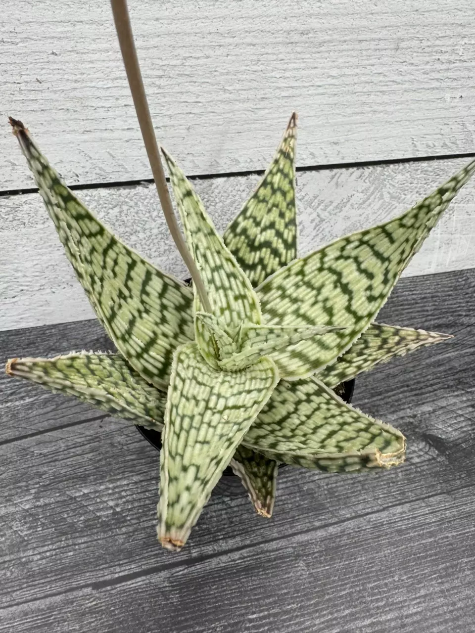 PS682 Aloe ‘Delta Lights’ thumbnail