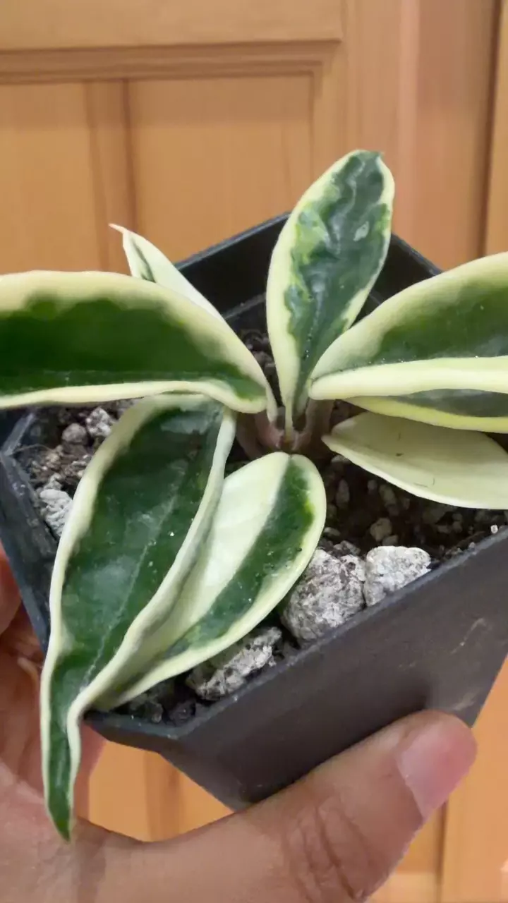 Hoya carnosa var. Krinkle (var. out) thumbnail