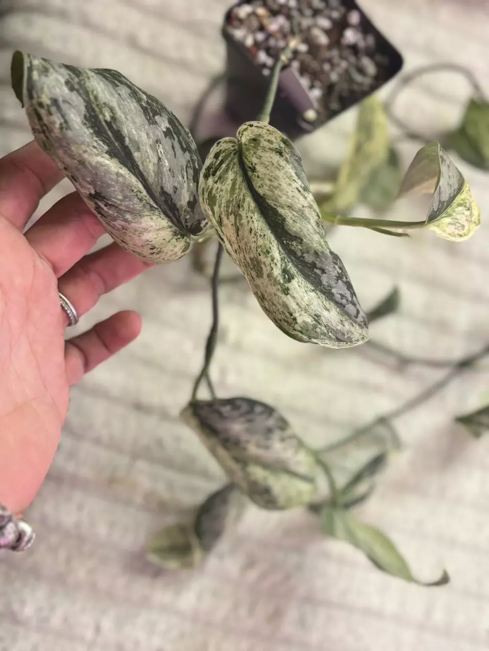 Scindapsus Mangurai Variegated vine thumbnail