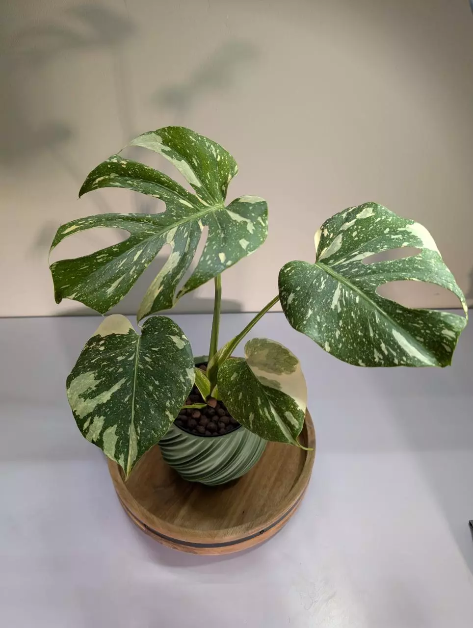 Monstera High Var Thai Con thumbnail