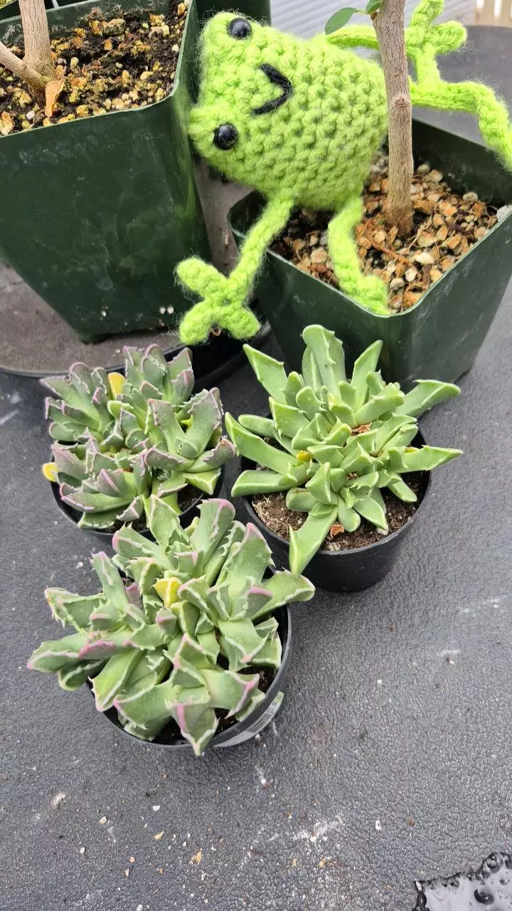 F5 Faucaria bosscheana haagei thumbnail