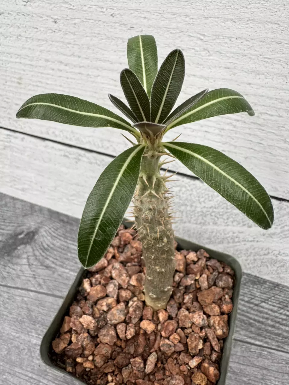 PS692 Pachypodium cactipes thumbnail