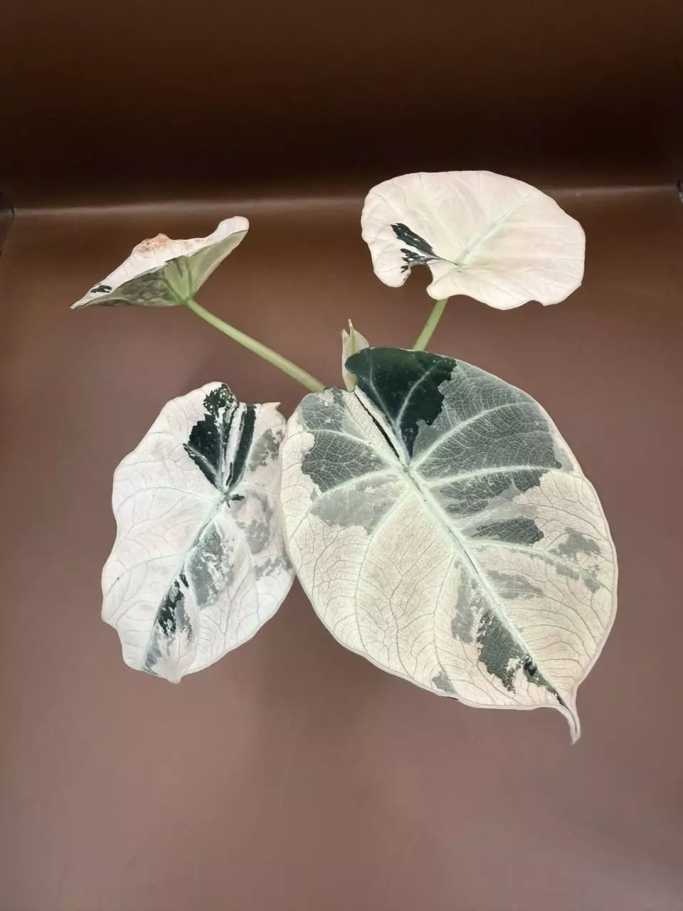 Alocasia Pink Black Velvet thumbnail