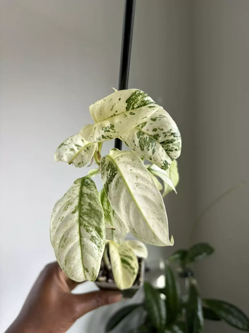 Rhaphidophora Puberula Variegated thumbnail