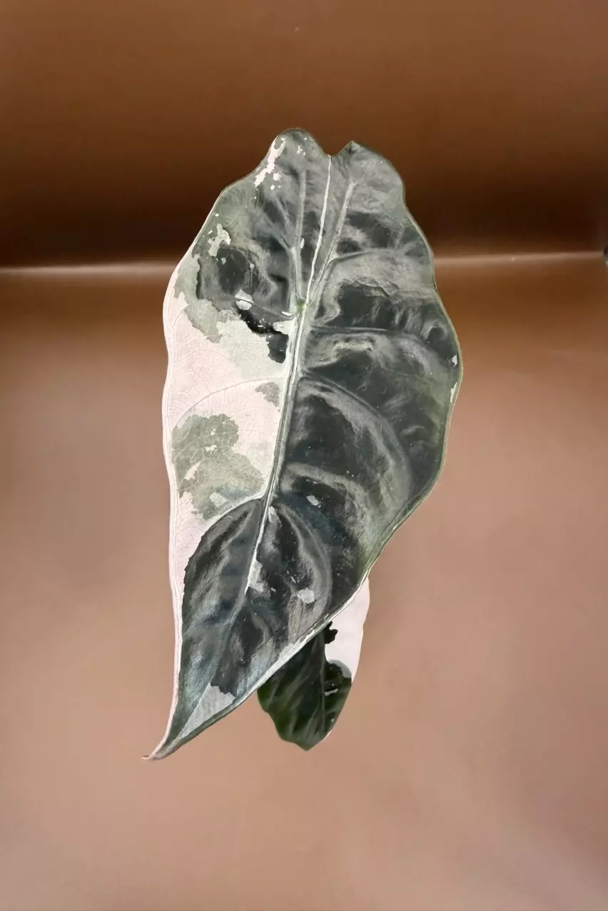 Alocasia Pink Chantrieri thumbnail