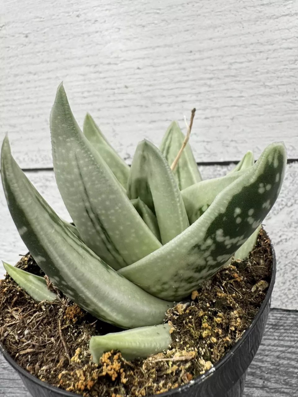 PS693 Gasteraloe ‘Green Ice’ thumbnail