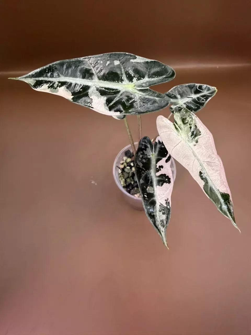 Alocasia Pink Bambino pup thumbnail
