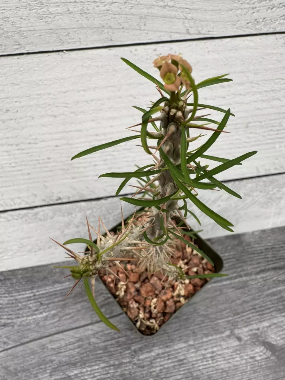 PS689 Euphorbia rossii thumbnail
