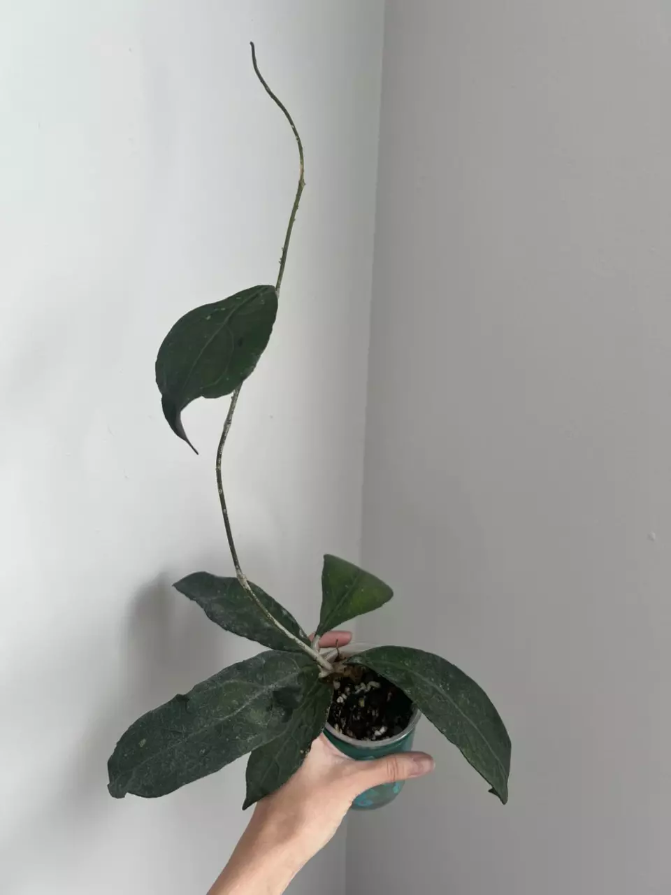 Hoya Clemensiorum thumbnail