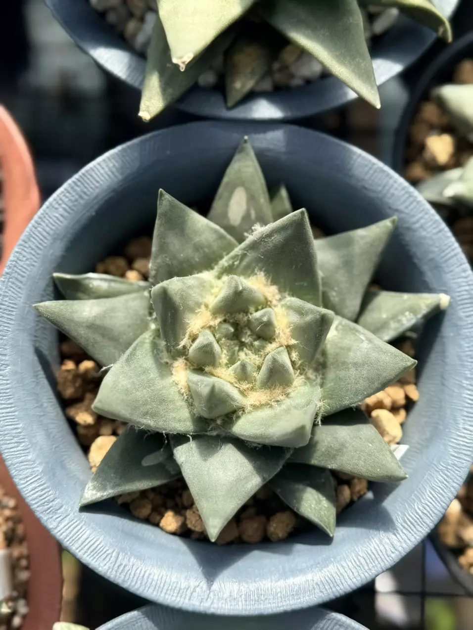 Ariocarpus trigonus 5.3” pot. thumbnail