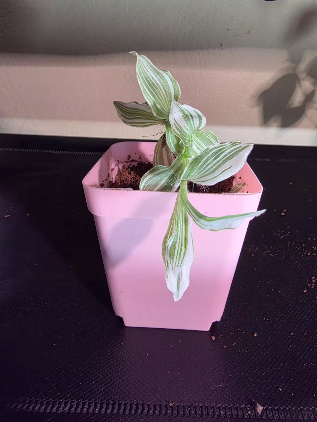 Tradescantia Pistachio White Plant thumbnail