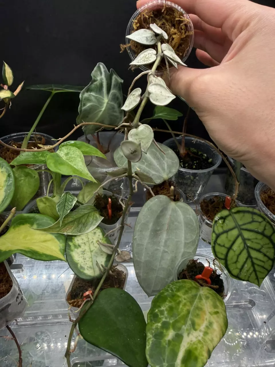 Hoya Krohniana Super Silver #2 thumbnail