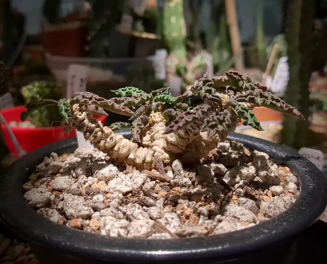 Euphorbia Decaryi Spirosticha thumbnail