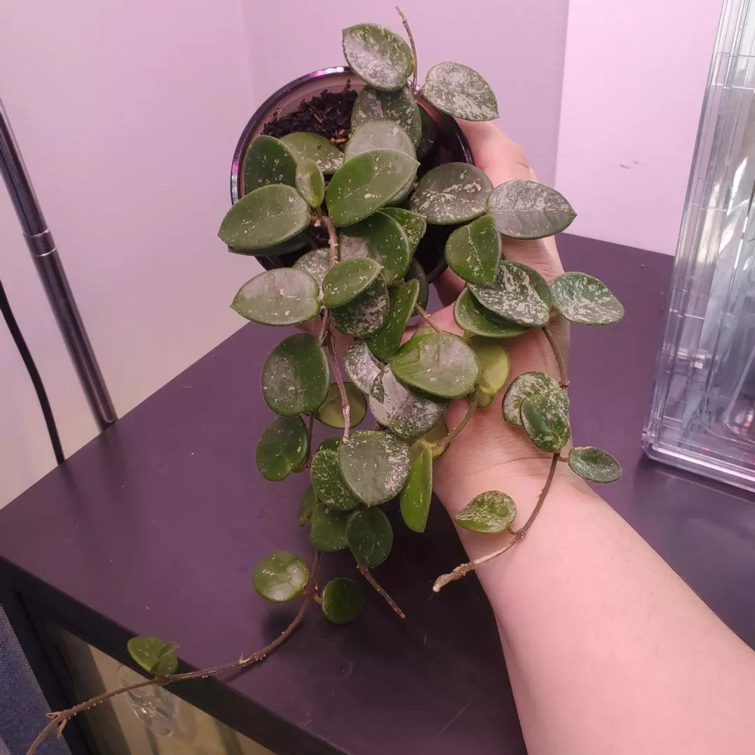 Hoya Matilde Super Silver Splash - High Variegation -  Exact Plant In 3.5” Pot thumbnail