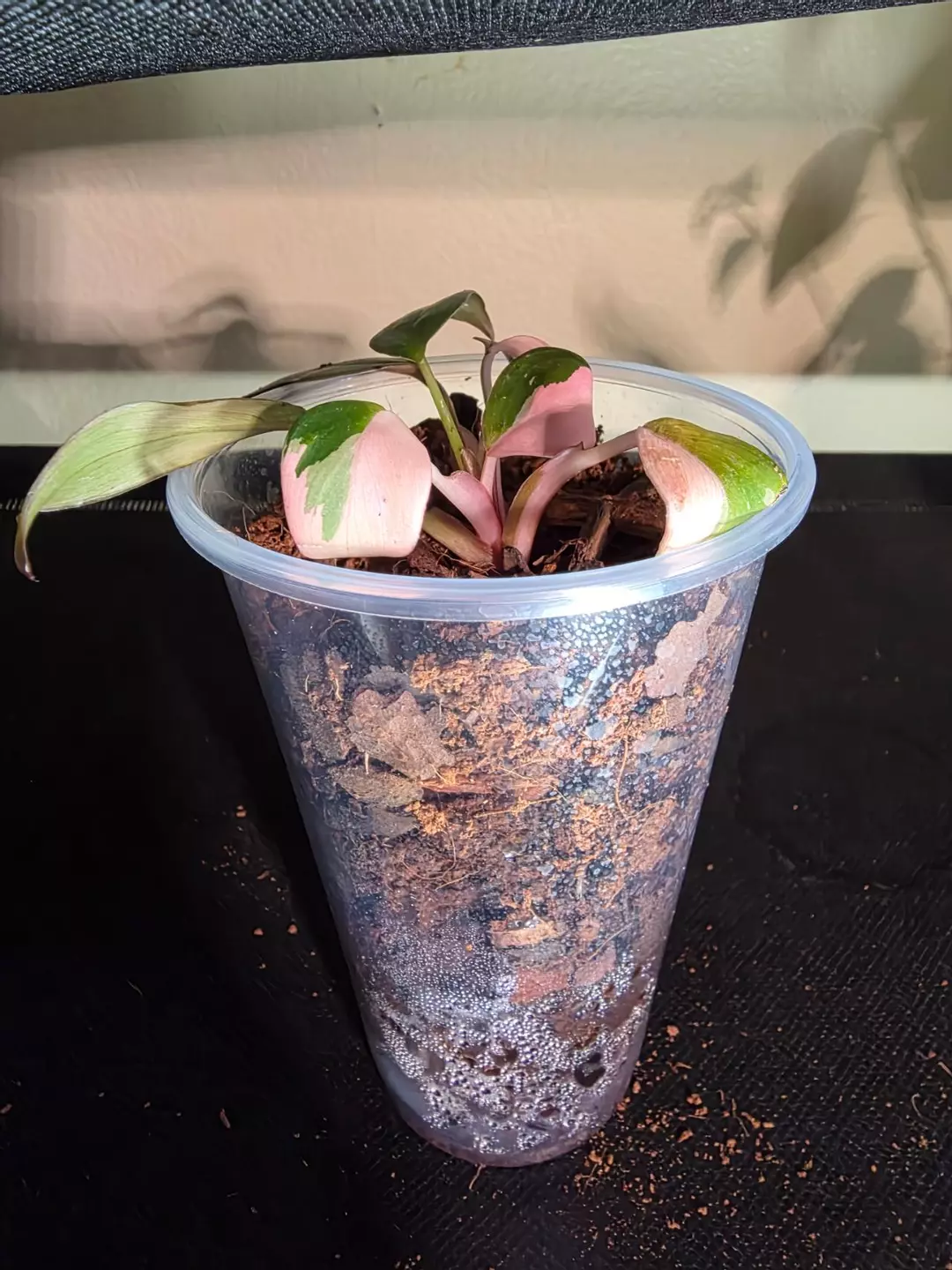 Baby pink princess thumbnail