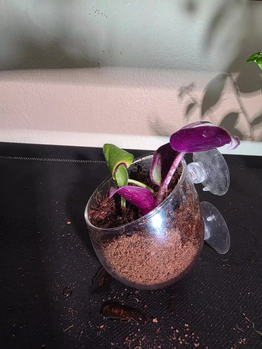 Terrarium mix with glass suction cup holder thumbnail