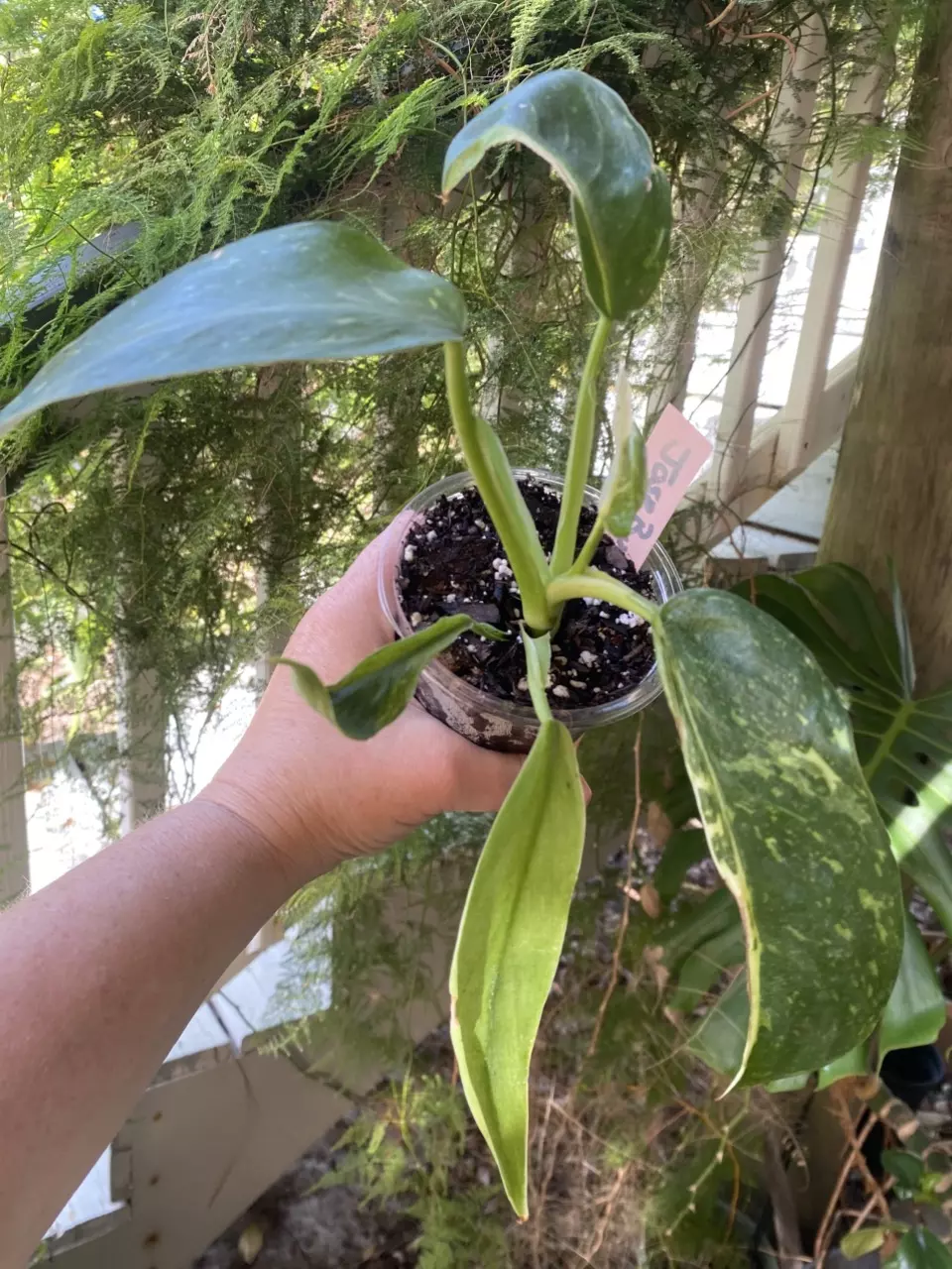 Jose Bueno Philodendron thumbnail