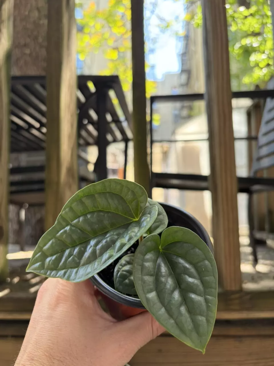 Anthurium Luxurians thumbnail