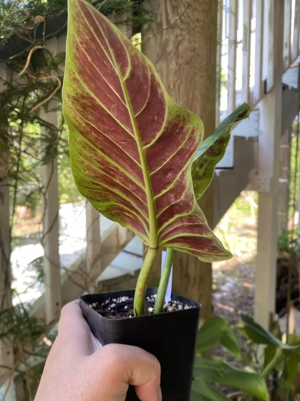 Philodendron Subhastatum thumbnail