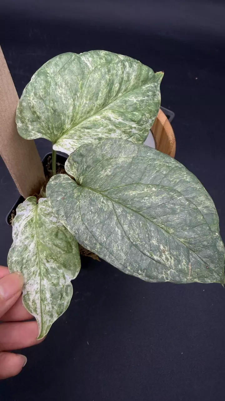 Amydrium Medium Silver Variegated thumbnail