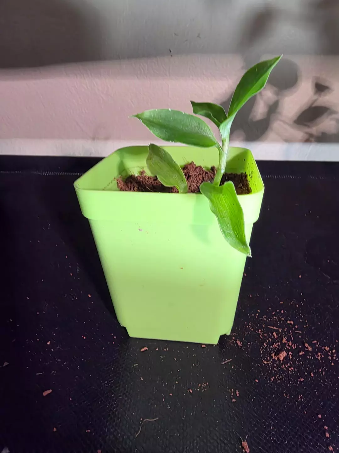 Baby basket plant thumbnail