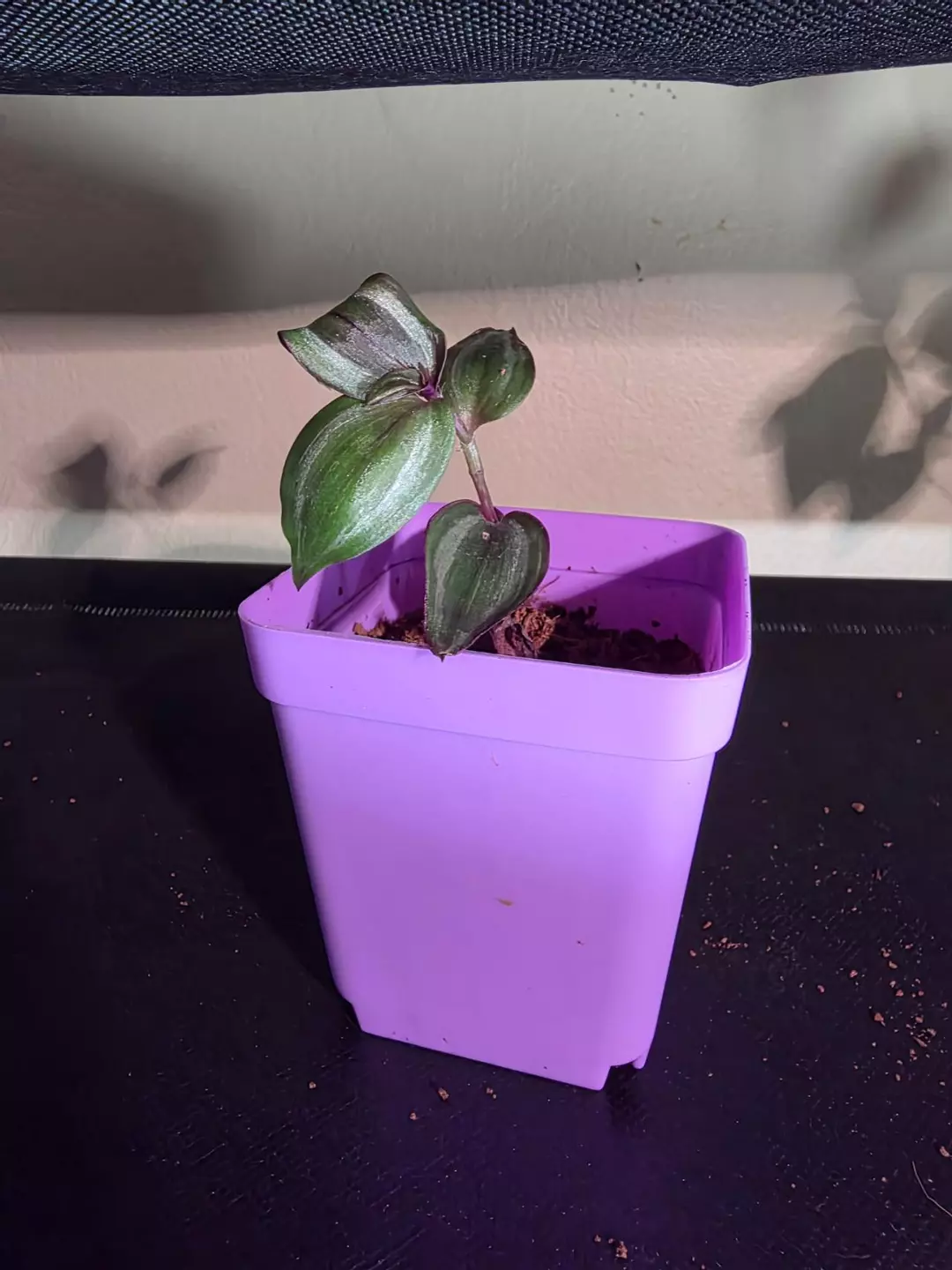 Tradescantia zebrina thumbnail