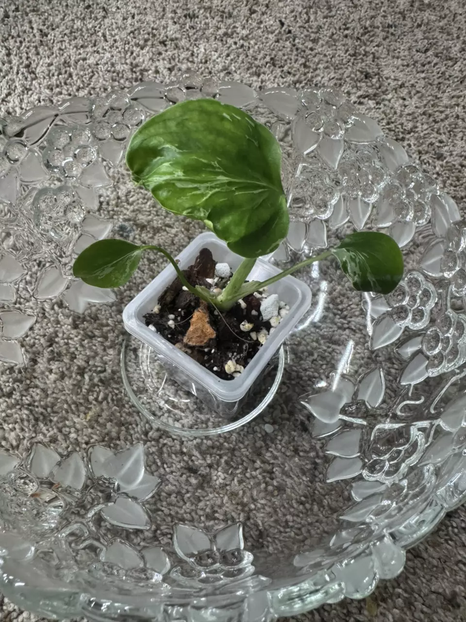 Monstera Bulbasaur thumbnail
