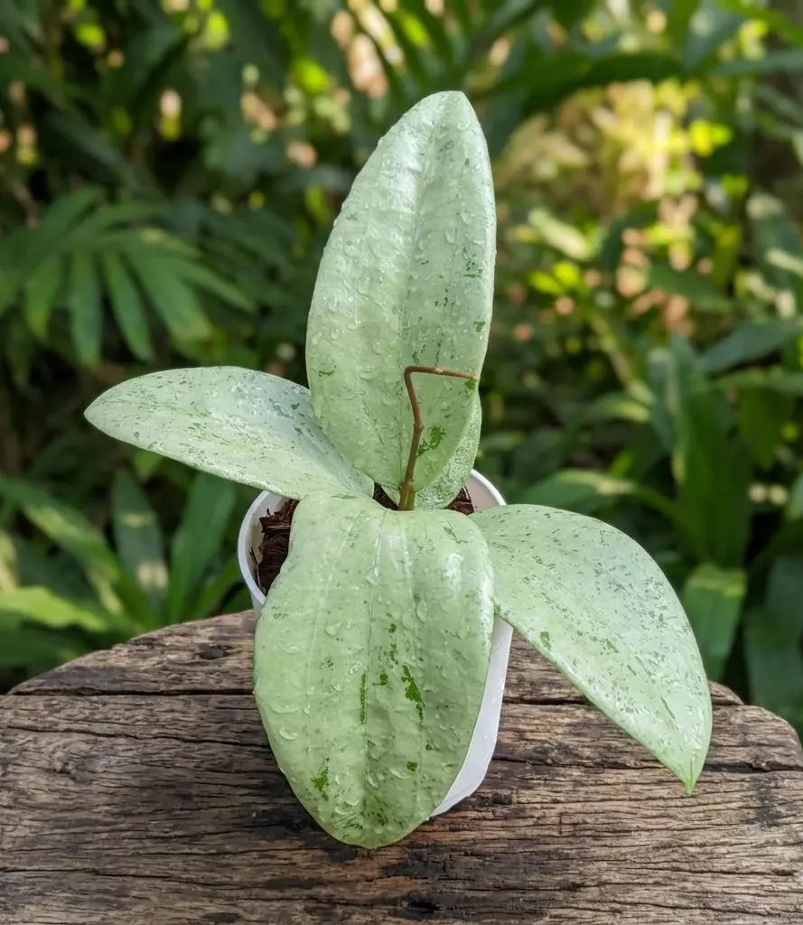 Hoya Glebra silver thumbnail