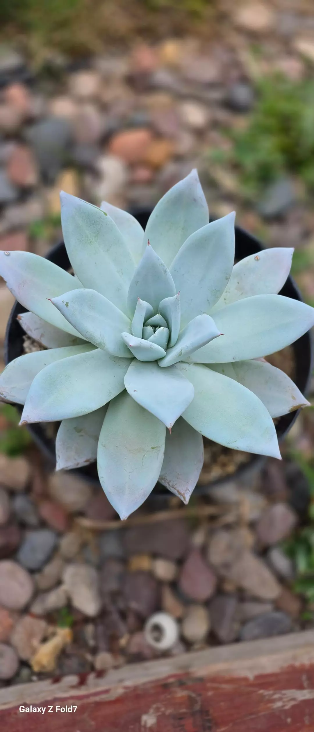 Echeveria Mexican Giant thumbnail