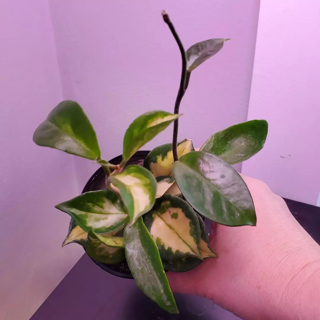 Hoya Krimson Princess Tropical Vining Houseplant thumbnail