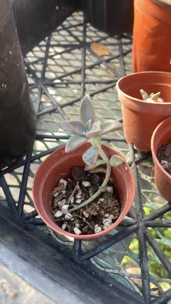 Starter Ghost Plant Succulent thumbnail