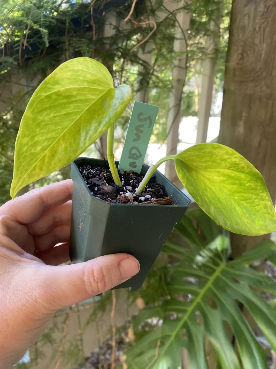 Sun Queen Pothos thumbnail