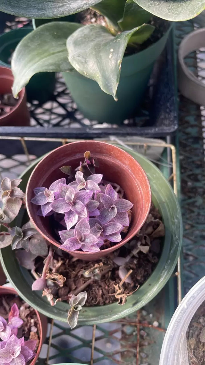 Variegated Pink Panther Tradescandia starter thumbnail