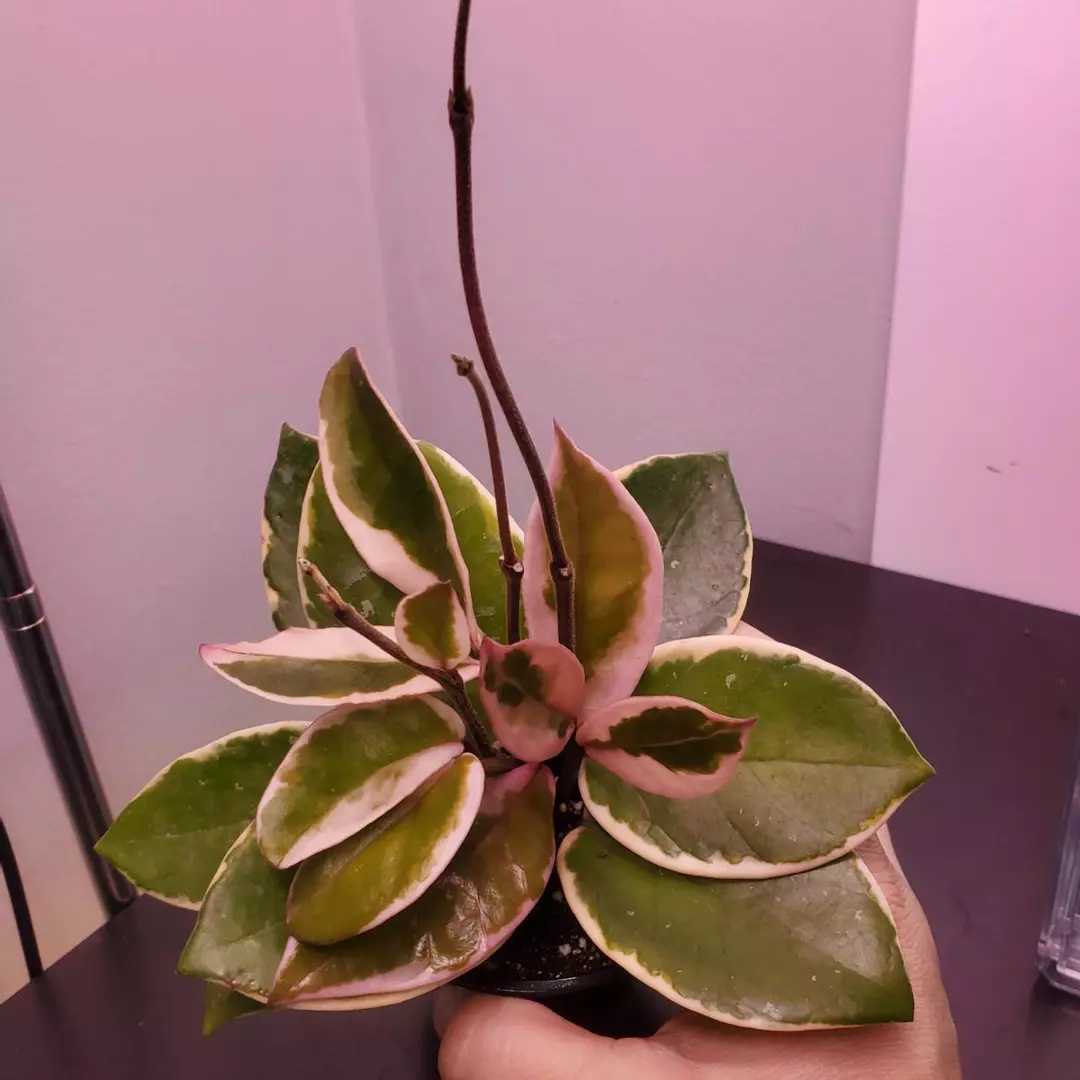 Hoya Carnosa Flamingo Dreams Purple Pride Tropical Vining Houseplant 3" thumbnail