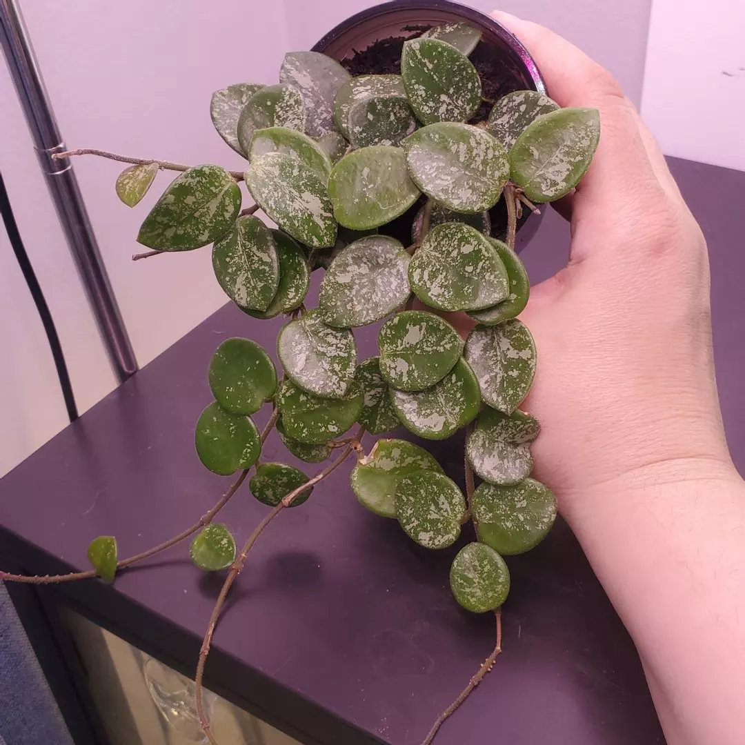 Hoya Matilde Super Silver Splash - High Variegation -  Exact Plant In 3.5” Pot thumbnail